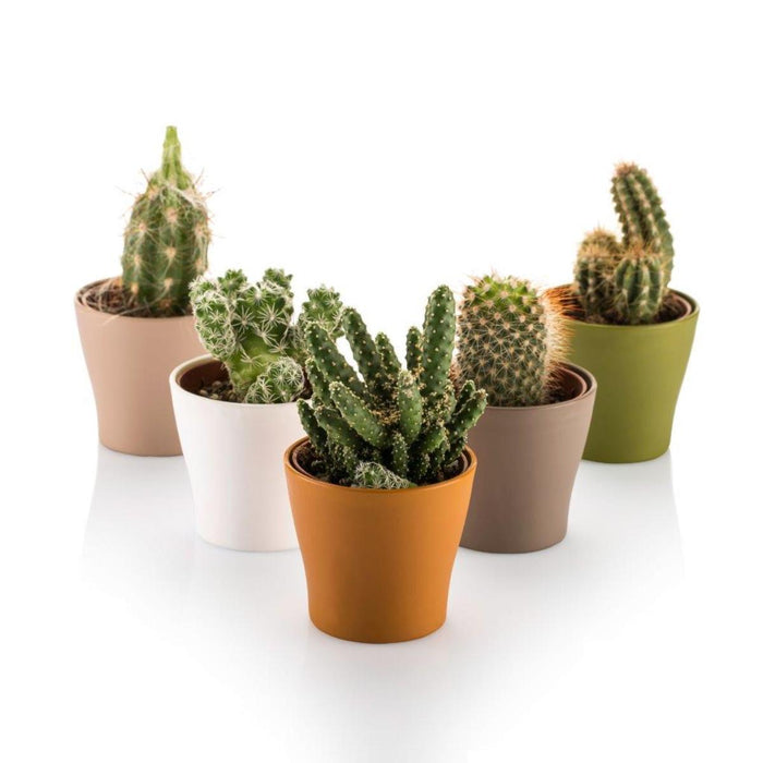 CACTUS POT 10.5CM GARDENIA PASTEL
