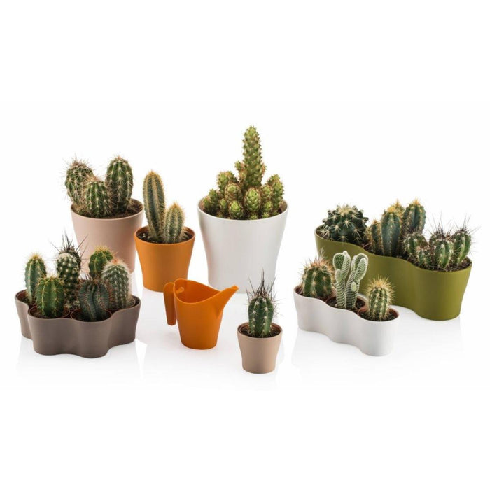 CACTUS POT 8.5CM GARDENIA TRIPLE