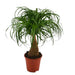 NOLINA BOCARNEIA RECURVATA - Нецъфтящи растения<<<Стайни растения<<<Градина<<<Praktiker
