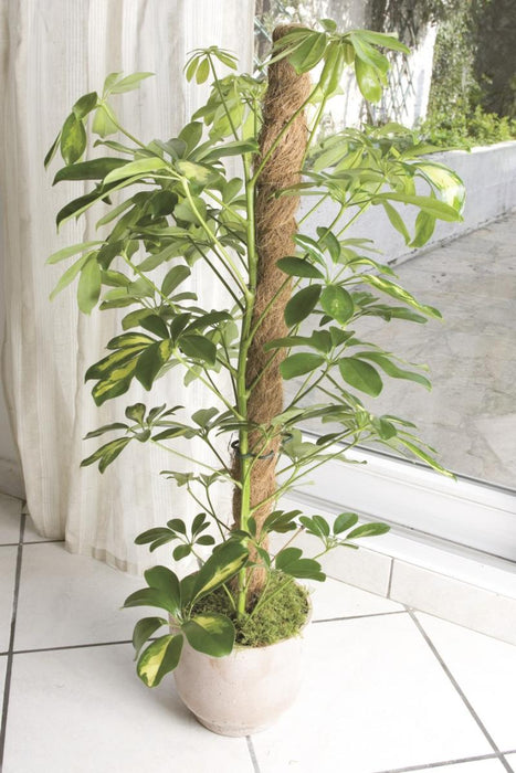 KOLCHE COCONUT 1.00 M