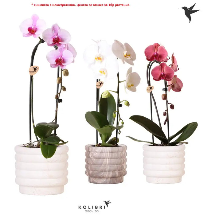 ORCHID ELEGANT CASCADE - Орхидеи<<<Стайни растения<<<Градина<<<Praktiker