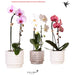 ORCHID ELEGANT CASCADE - Орхидеи<<<Стайни растения<<<Градина<<<Praktiker