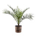 PALM HAMEROPS 3L. - Нецъфтящи растения<<<Стайни растения<<<Градина<<<Praktiker