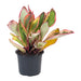 Peperomia - Нецъфтящи растения<<<Стайни растения<<<Градина<<<Praktiker