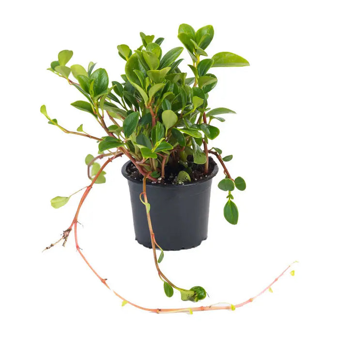Peperomia - Нецъфтящи растения<<<Стайни растения<<<Градина<<<Praktiker