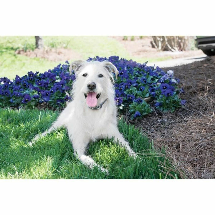 Anti-bark collar PetSafe