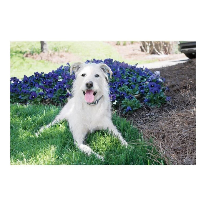 Anti-bark collar PetSafe