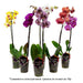 PHALENOPSIS ORCHID - Орхидеи<<<Стайни растения<<<Градина<<<Praktiker