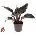 PHILODENDRON IMPERIAL RED - Нецъфтящи растения<<<Стайни растения<<<Градина<<<Praktiker