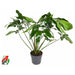 PHILODENDRON MELANOCHRYSUM - Нецъфтящи растения<<<Стайни растения<<<Градина<<<Praktiker