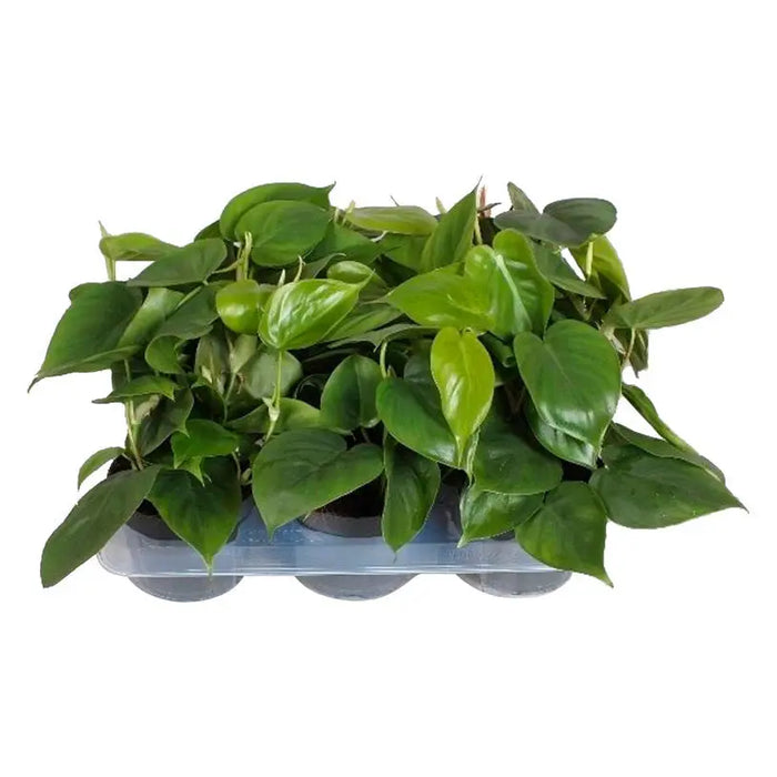 PHILODENDRON - Нецъфтящи растения<<<Стайни растения<<<Градина<<<Praktiker