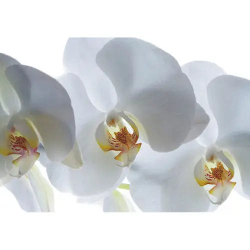PHOTO WALLPAPER STANDARD 127X180 CM. 1Ch. ORCHID - Фототапети<<<Тапети и фототапети<<<Мебели и