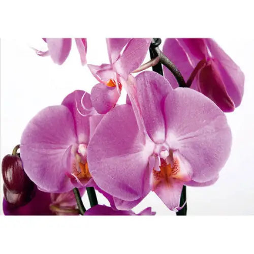 PHOTO WALLPAPER STANDARD 360X254 CM. 4 H. VIOLET ORCHID - Фототапети<<<Тапети и фототапети<<<Мебели и