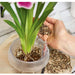 PLANT SUBSTRATE ORCHIDPON 6L LECHUZA - Почви<<<Торове почви и тревни смески<<<Градина<<<Praktiker