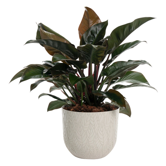 PLASTIC LEAF POT Ф30CM PLASTECNIC LEAF POT 30