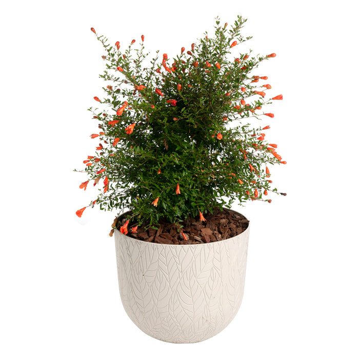 PLASTIC LEAF POT Ф30CM PLASTECNIC LEAF POT 30