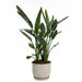 PLASTIC NATURE POT 30CM PLASTECNIC NATURE POT 30 - Кашпи<<<Саксии кашпи и цветарници<<<Градина<<<Praktiker
