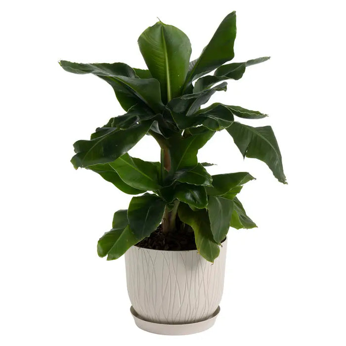 PLASTIC NATURE POT 30CM PLASTECNIC NATURE POT 30 - Кашпи<<<Саксии кашпи и цветарници<<<Градина<<<Praktiker