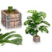 Plastic plant Ibergarden Plastic Magnesium 39 x 65 x 35 cm (4 Units) - Декорация и Осветление<<<Дом
