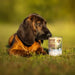 RAW PALEO Adult Monoprotein Cod - wet dog food - 800 g - Wet foodDLP-KAM<<<For the dogDLP<<<ActionPL