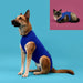 Recovery Vest for Pets KVP 21-24 cm Blue - Домашни Животни<<<Дом Градина<<<BigBuy&&&Здраве и хигиена<<<Домашни