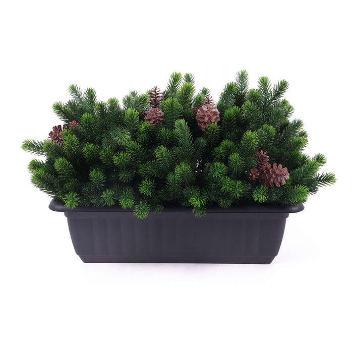DECORATIVE PLANT IN A BOX ROSSIMA PINE CONE