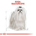Royal Canin Maltese Adult Corn Poultry 0.5 kg - Dry foodDLP-KAS<<<For the dogDLP<<<ActionPL