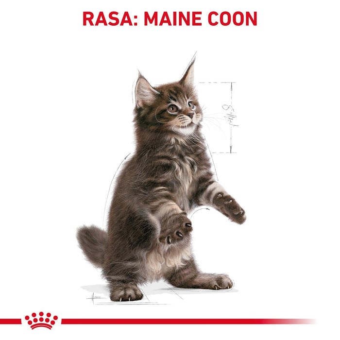 ROYAL CANIN Maine coon FBN Kitten - dry cat food - 400g