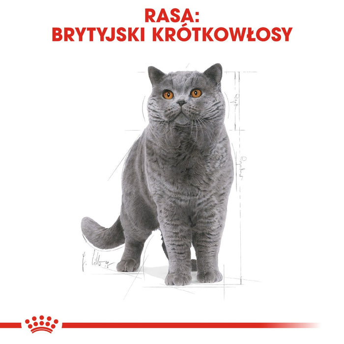 Royal Canin British Shorthair Adult cats dry food 4 kg