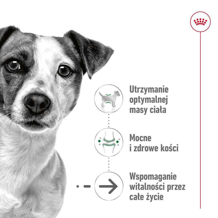 ROYAL CANIN Mini Ageing - wet dog food - 12 x 85g
