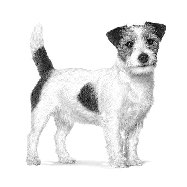ROYAL CANIN Gastrointestinal Low Fat Small VHN - dry dog food - 1,5kg