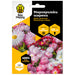 SEED DAISY PATTERNED BEE HAPPY - Медоносни растения<<<Семена луковици и разсад<<<Градина<<<Praktiker