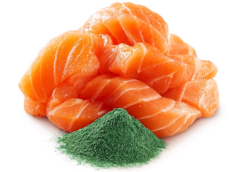 SHELMA with salmon in sauce - wet cat food - 85g