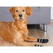 Socks Trixie Black XS/S Dog - Домашни Животни<<<Дом Градина<<<BigBuy&&&Пътуване и разходки<<<Домашни Животни<<<Дом
