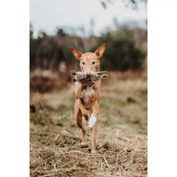 Soft toy for dogs Hunter Beige 100 % Recycled Fox - Домашни Животни<<<Дом Градина<<<BigBuy&&&Играчки<<<Домашни
