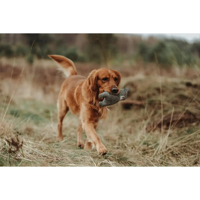 Soft toy for dogs Hunter Grey 100 % Recycled Bear - Домашни Животни<<<Дом Градина<<<BigBuy&&&Играчки<<<Домашни