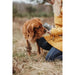 Soft toy for dogs Hunter Grey 100 % Recycled Bear - Домашни Животни<<<Дом Градина<<<BigBuy&&&Играчки<<<Домашни
