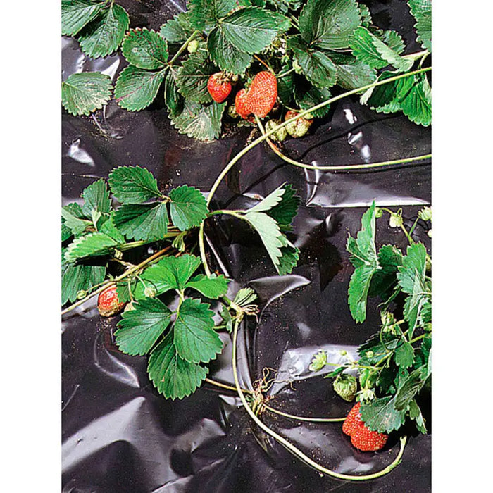 STRAWBERRY NYLON 150CM BLACK COVER - Мрежи и покривала на метър<<<Мрежи и огради<<<Градина<<<Praktiker