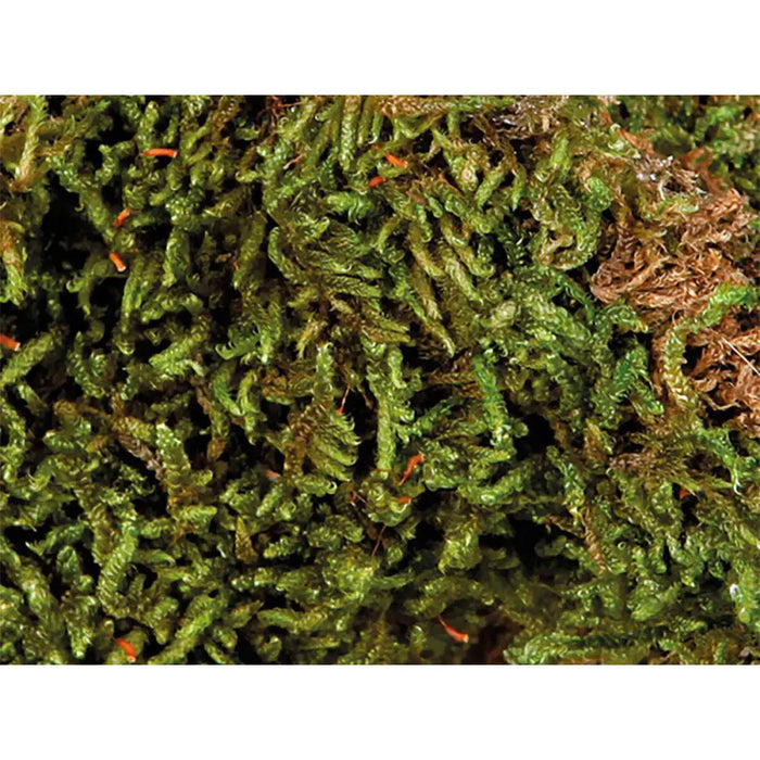 Substrate Trixie 200 gr Moss - Домашни Животни<<<Дом Градина<<<BigBuy&&&Здраве и хигиена<<<Домашни Животни<<<Дом