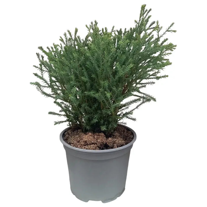 TUJA GLOBAL 20/25CM - Вечнозелени храсти и дръвчета<<<Външни растения<<<Градина<<<Praktiker