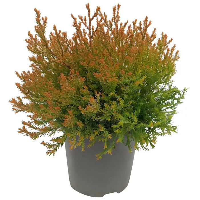 TUJA GLOBAL 20/25CM - Вечнозелени храсти и дръвчета<<<Външни растения<<<Градина<<<Praktiker