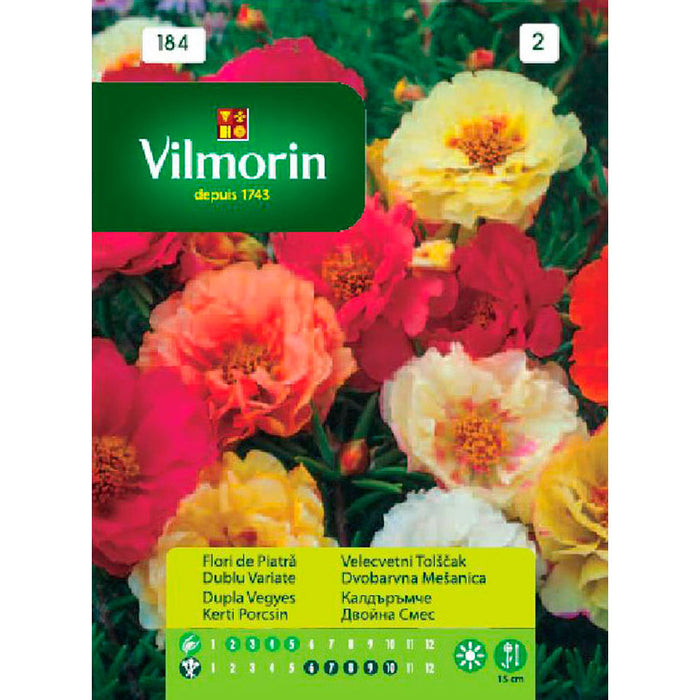 DOUBLE VILMORIN Cobblestone Seeds
