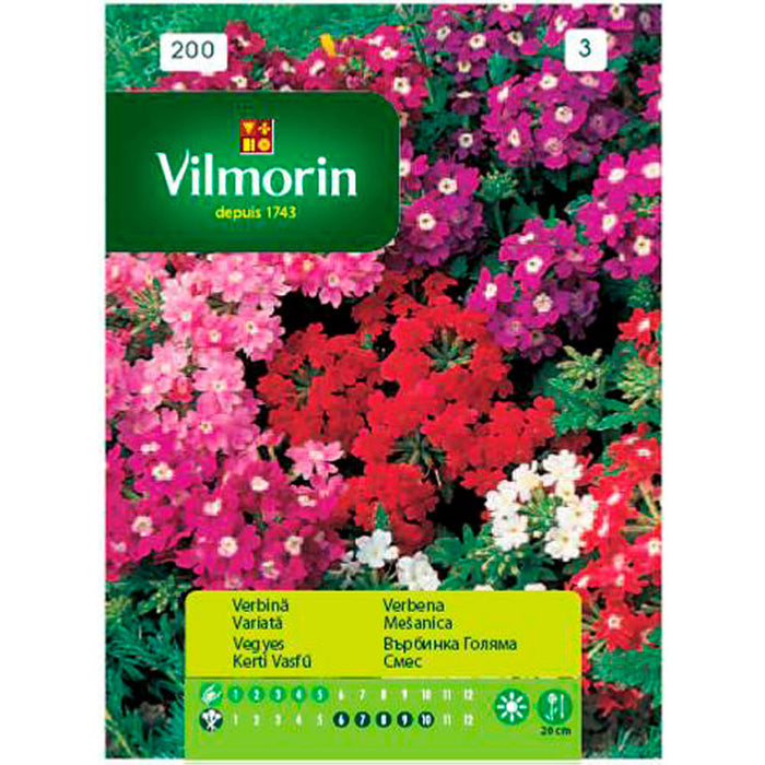 SEED VERBINA BIG VILMORIN