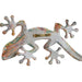 Wall Decoration Home ESPRIT Multicolour Lizard Mediterranean 13 x 5 x 29 cm (2 Units) - Декорация и Осветление<<<Дом