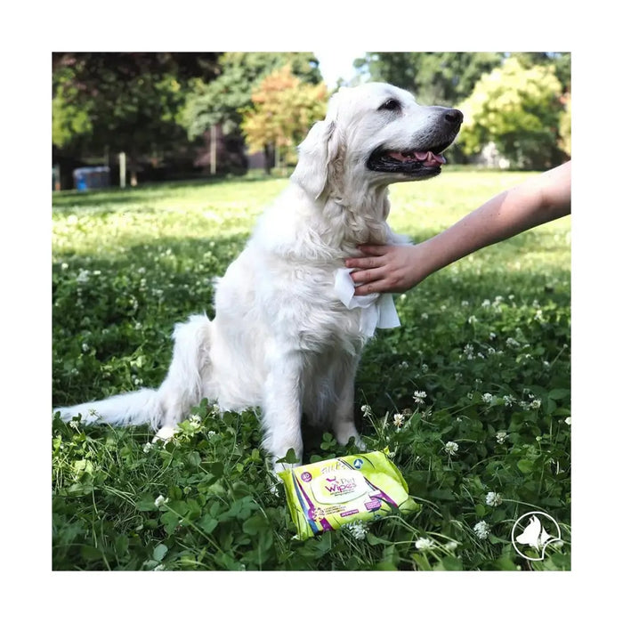 Wet Wipes for Pets GILL’S XL 30 x 20 cm 40 Units - Домашни Животни<<<Дом Градина<<<BigBuy&&&Здраве и хигиена<<<Домашни