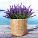 WICKED BASKET L 35X39CM GARDEN STAR HD-10874-L - Саксии<<<Саксии кашпи и цветарници<<<Градина<<<Praktiker
