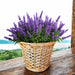 WICKED BASKET M 23X26CM GARDEN STAR HD-10875-M - Саксии<<<Саксии кашпи и цветарници<<<Градина<<<Praktiker