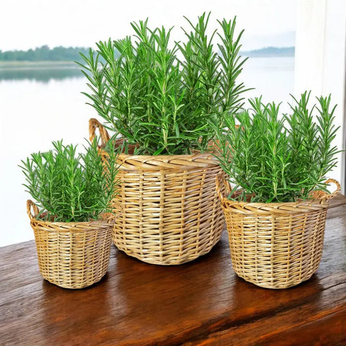 WICKED BASKETS SET GARDEN STAR HD-10877 - Саксии<<<Саксии кашпи и цветарници<<<Градина<<<Praktiker