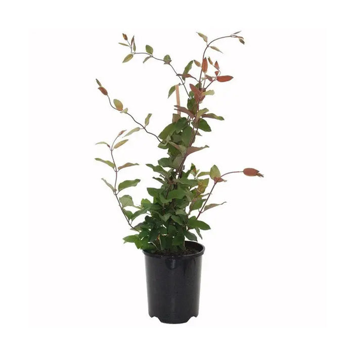 WRAPPED LONICERA - Вечнозелени храсти и дръвчета<<<Външни растения<<<Градина<<<Praktiker