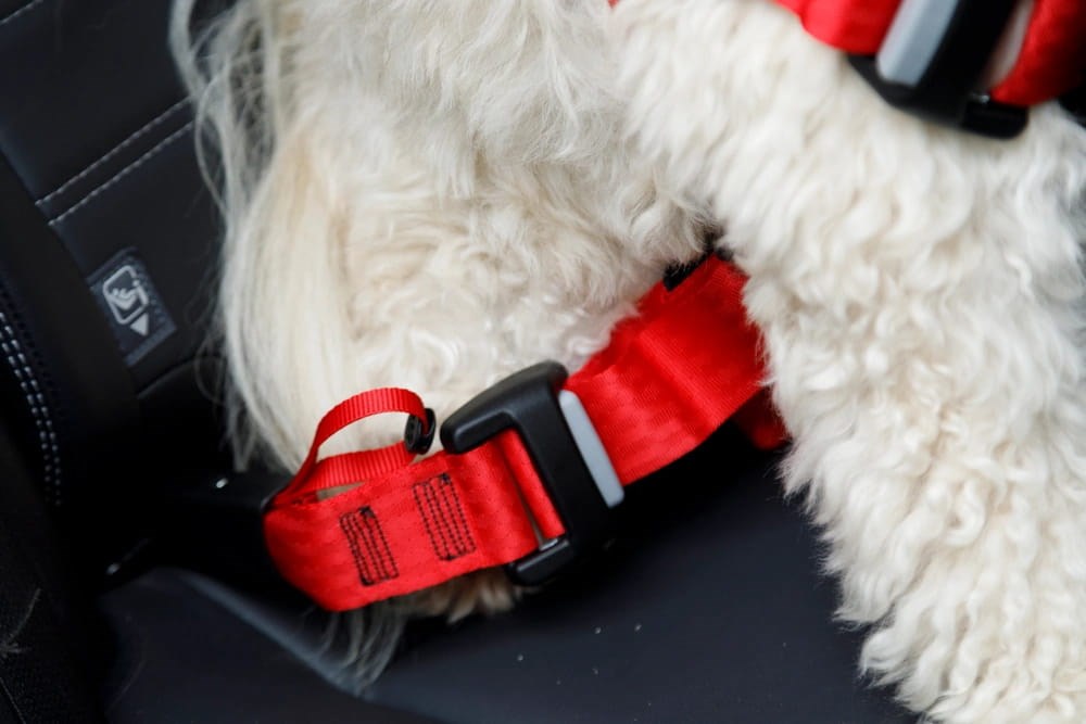 ZOLUX Travel Safe M black - dog harness